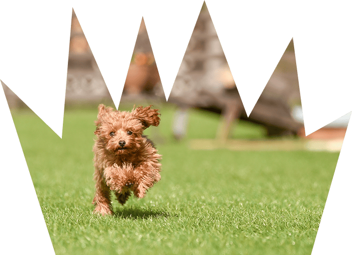 ドッグラン・ペット関連施設